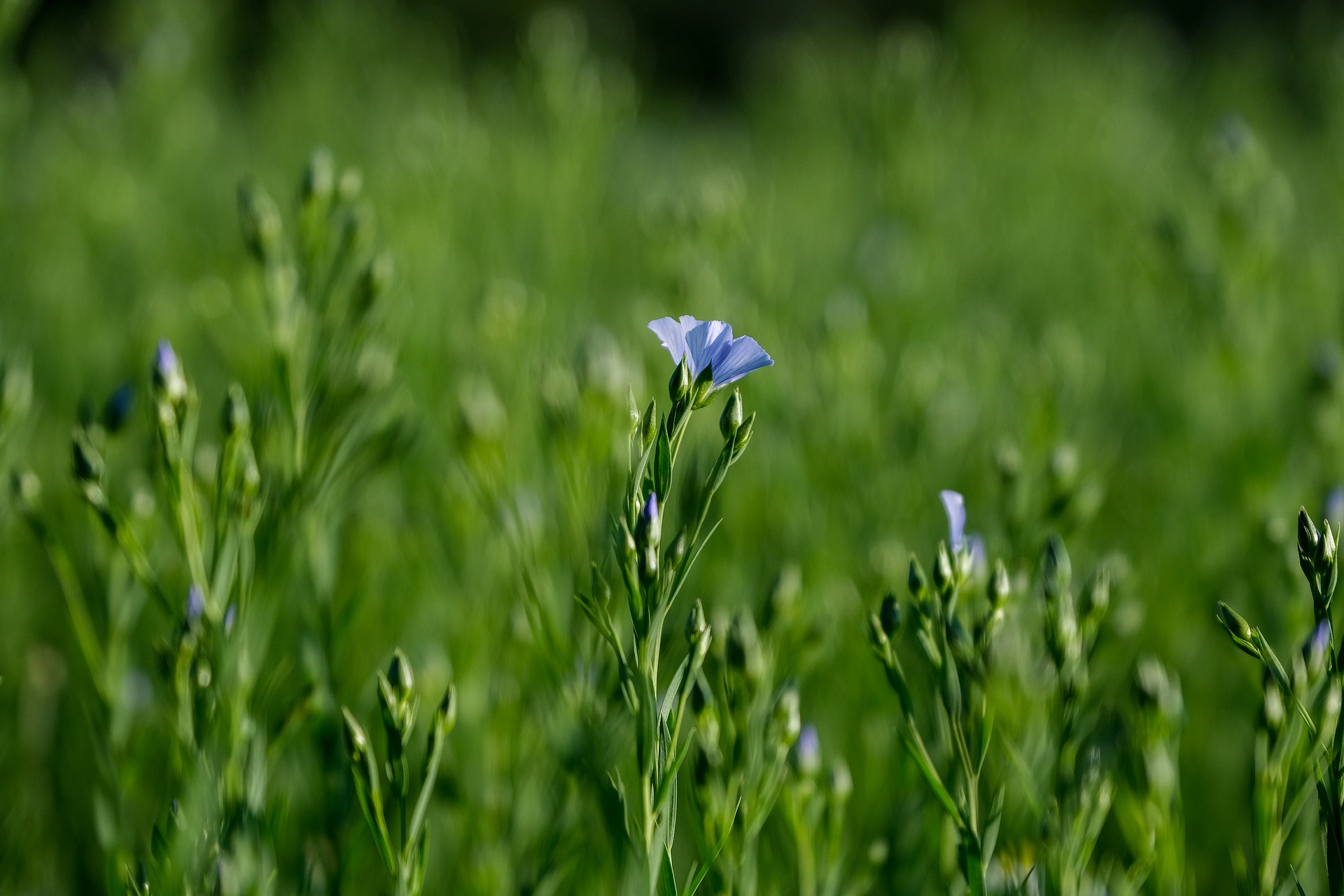 Linseed image