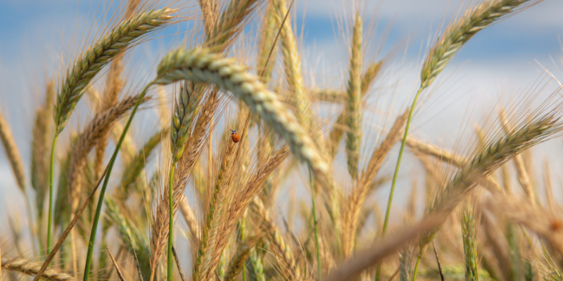 Ladybird on crop