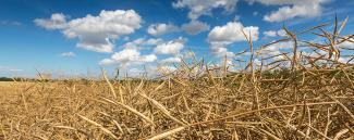 oilseed harvest 