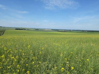 OSR crop June