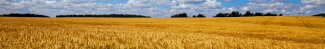 Arable field