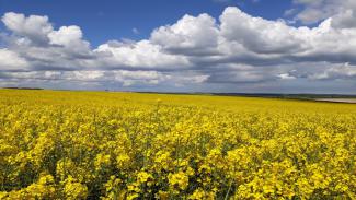 Oilseed
