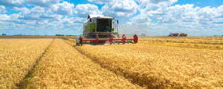 Harvest time